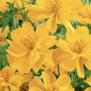 Bright yellow flowers with green leaves in full bloom.